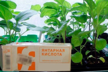 Применение янтарной кислоты: реанимация для домашних цветов и других растений
