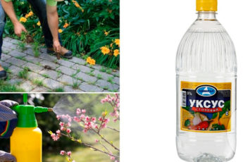 Уксус на участке: способы применения, которые могут стать палочкой-выручалочкой